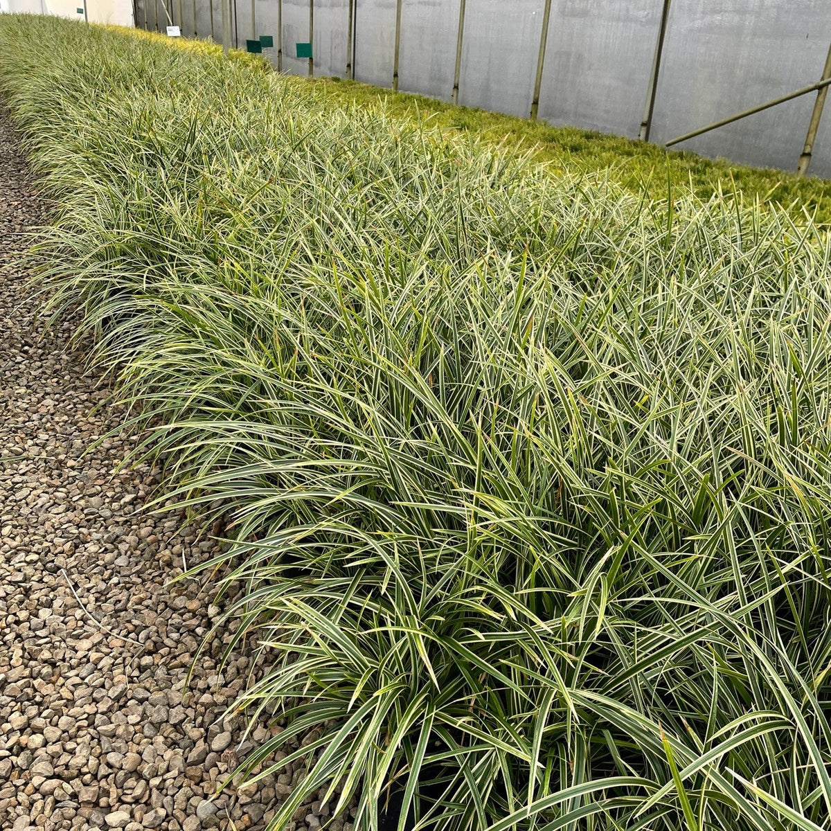 Grass, Carex mo. 'Ice Dance'