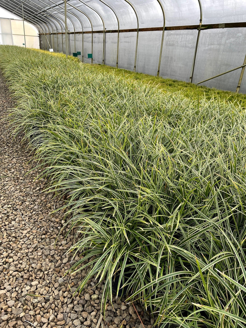 Grass, Carex mo. 'Ice Dance'
