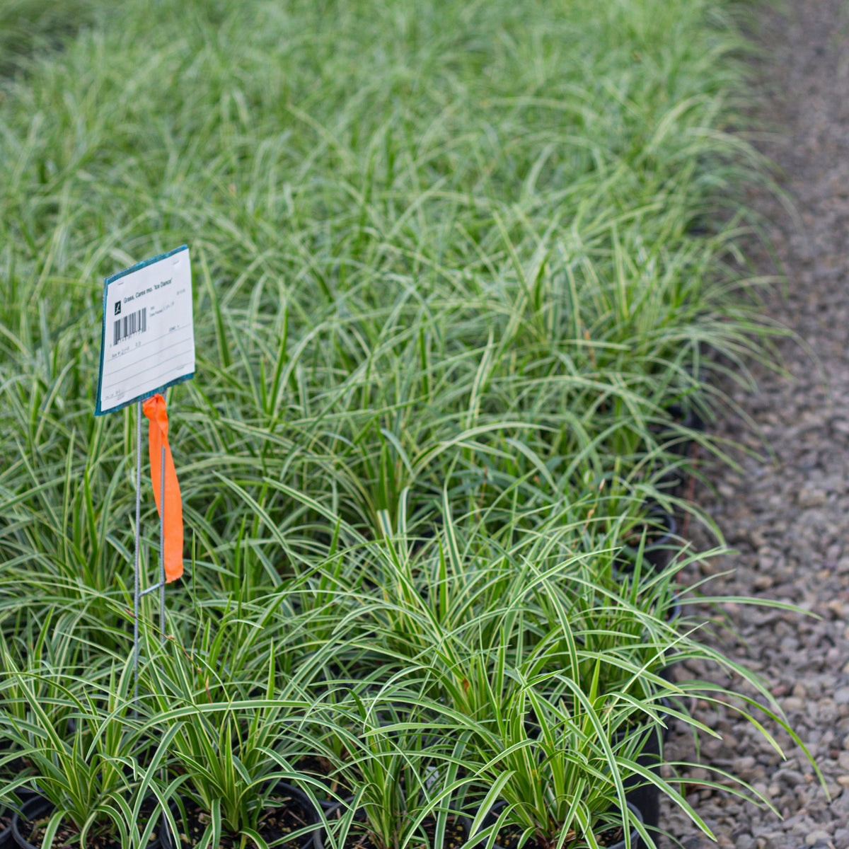 Grass, Carex mo. 'Ice Dance'