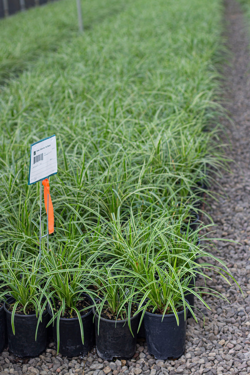 Grass, Carex mo. 'Ice Dance'