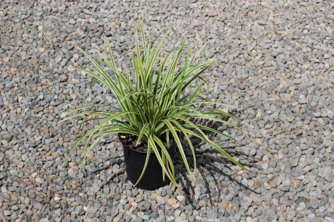 Grass, Carex mo. 'Ice Dance'