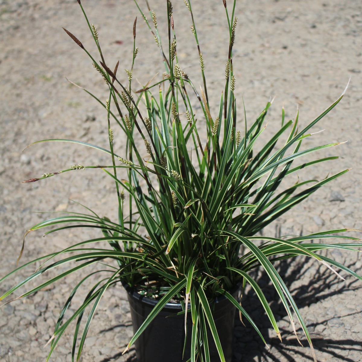 Grass, Carex mo. 'Ice Dance'