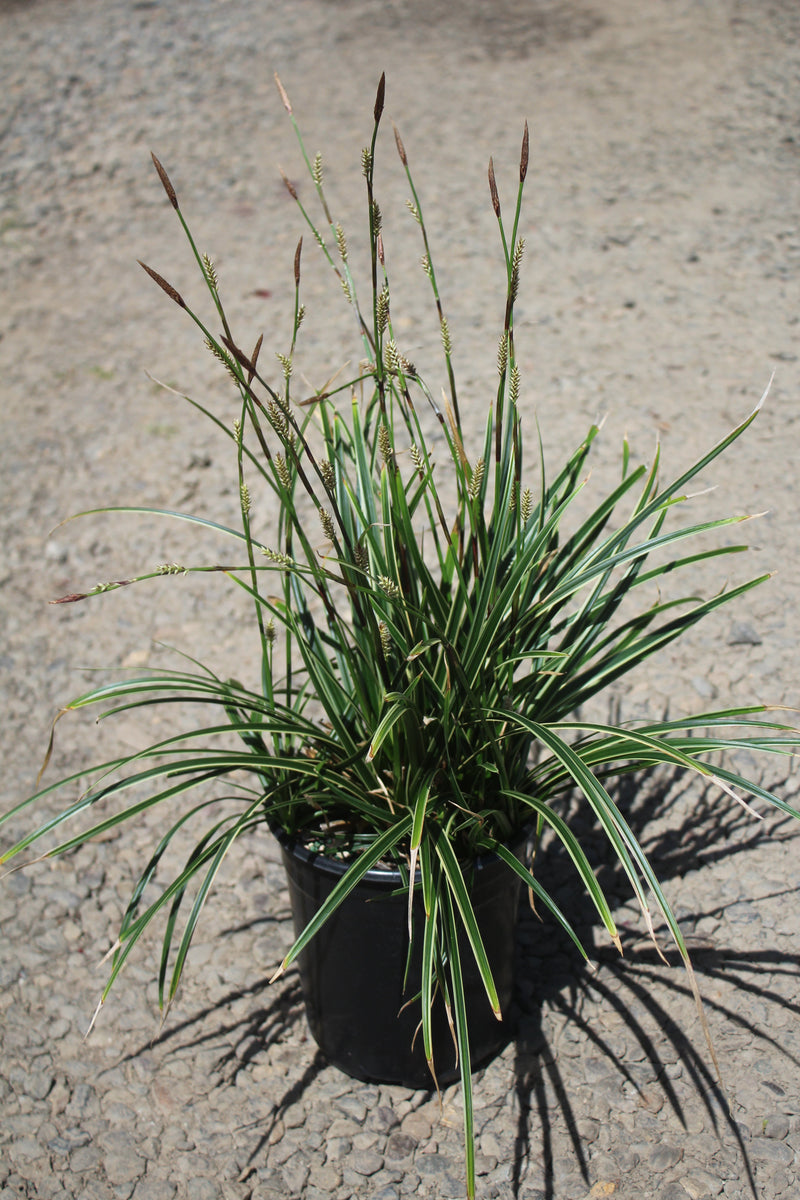 Grass, Carex mo. 'Ice Dance'