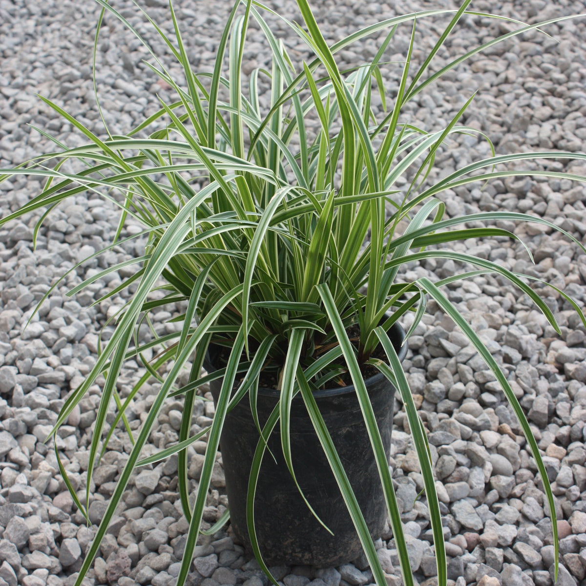 Grass, Carex mo. 'Ice Dance'