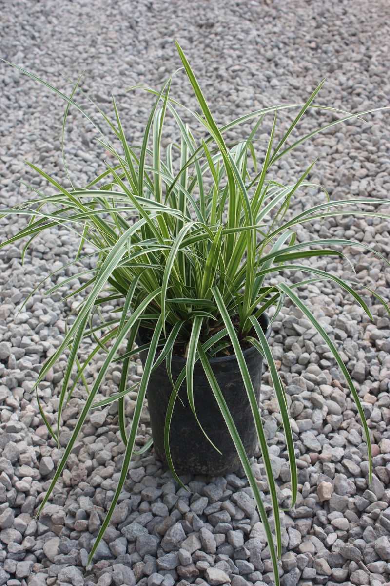 Grass, Carex mo. 'Ice Dance'