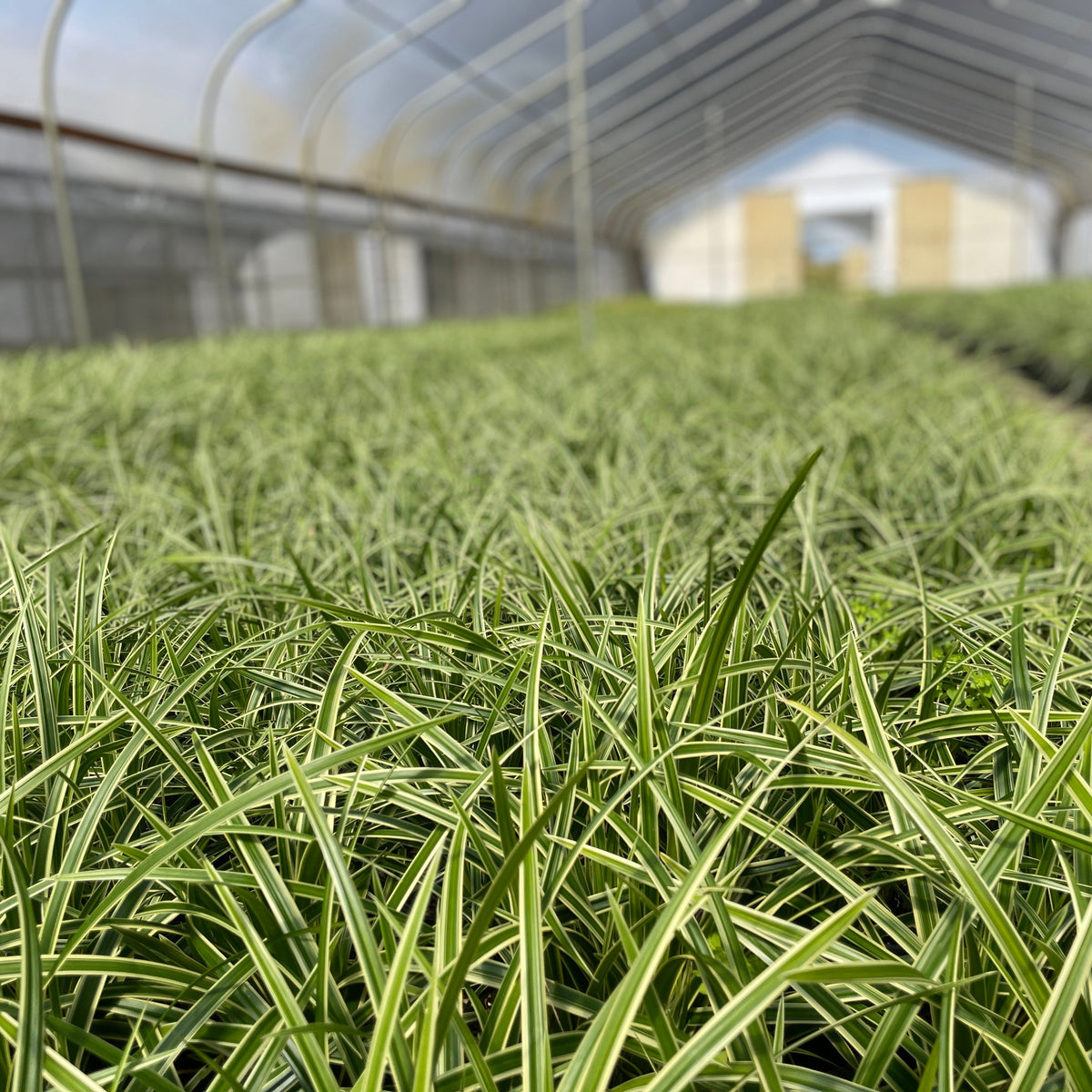 Grass, Carex mo. 'Ice Dance'