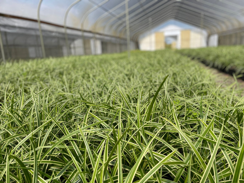 Grass, Carex mo. 'Ice Dance'