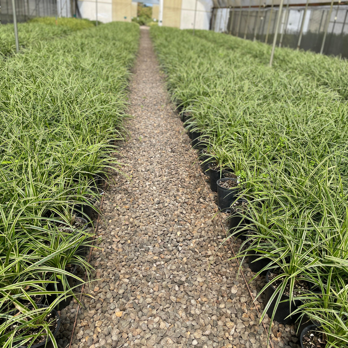 Grass, Carex mo. 'Ice Dance'