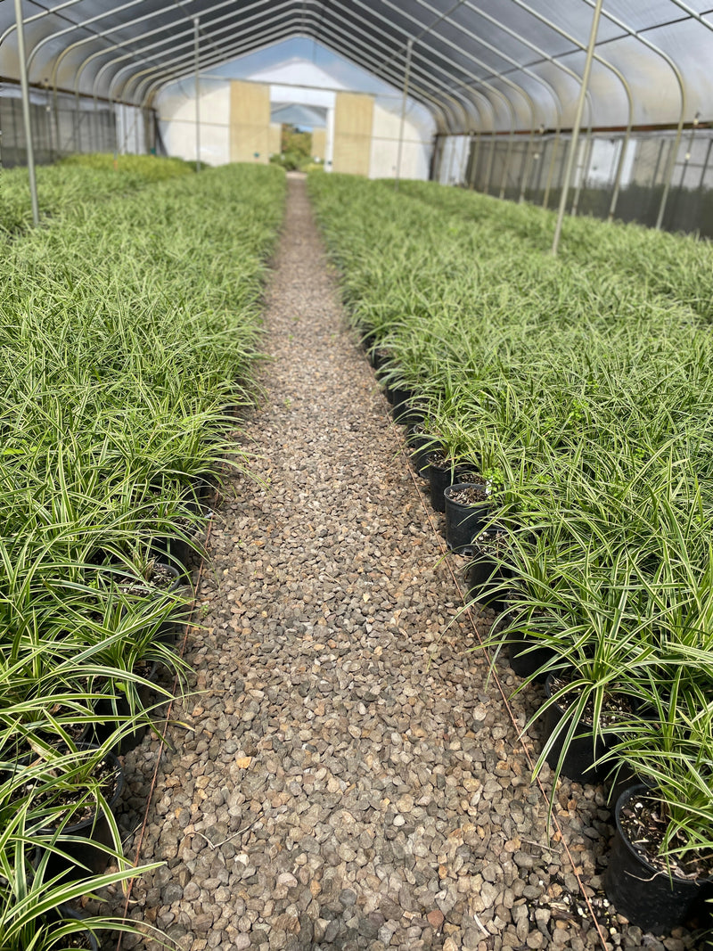 Grass, Carex mo. 'Ice Dance'