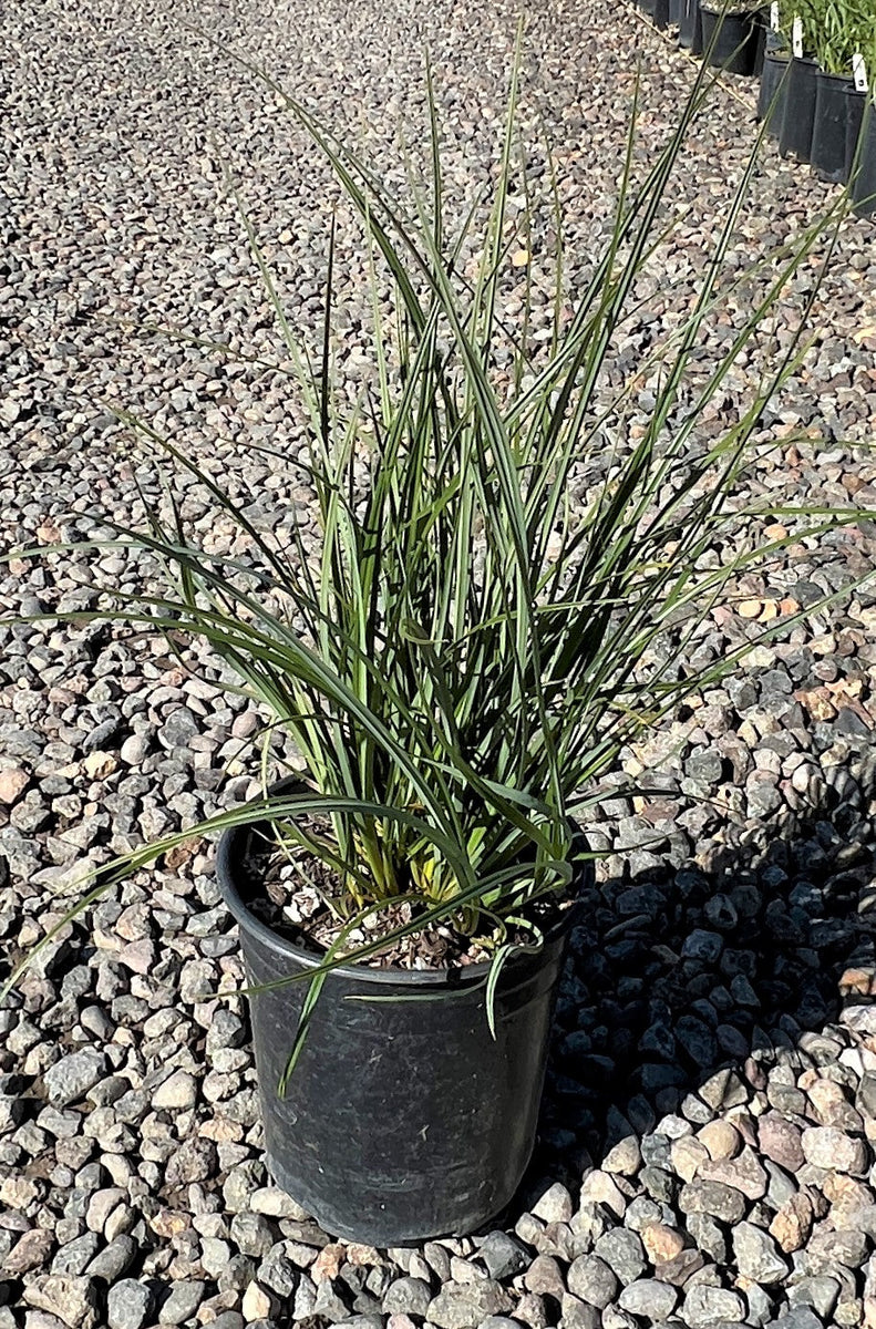 Grass, Carex obnupta