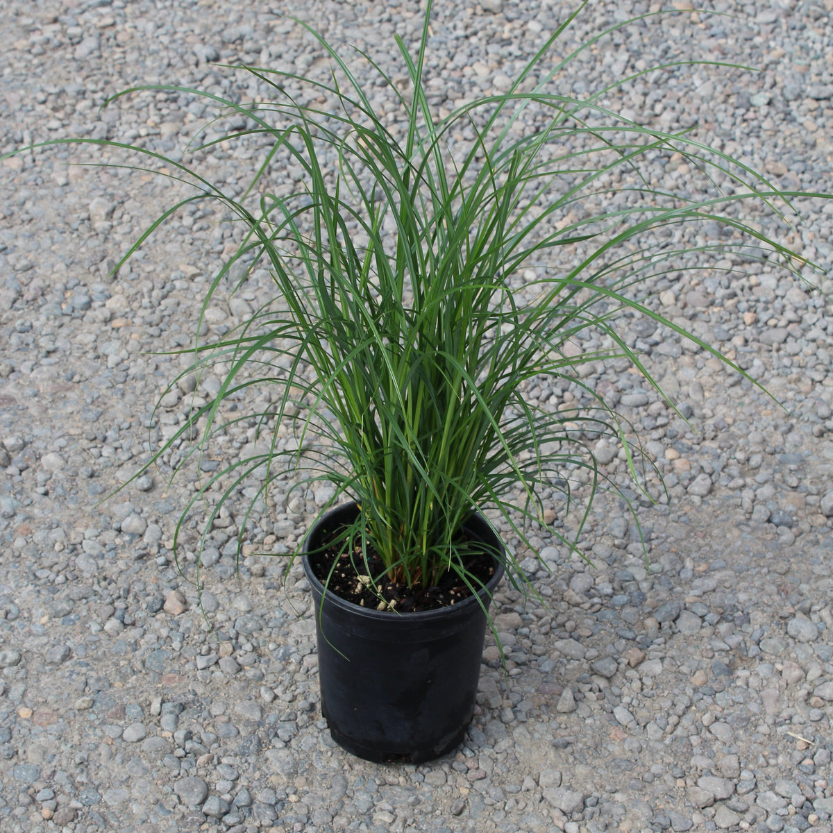 Grass, Carex obnupta