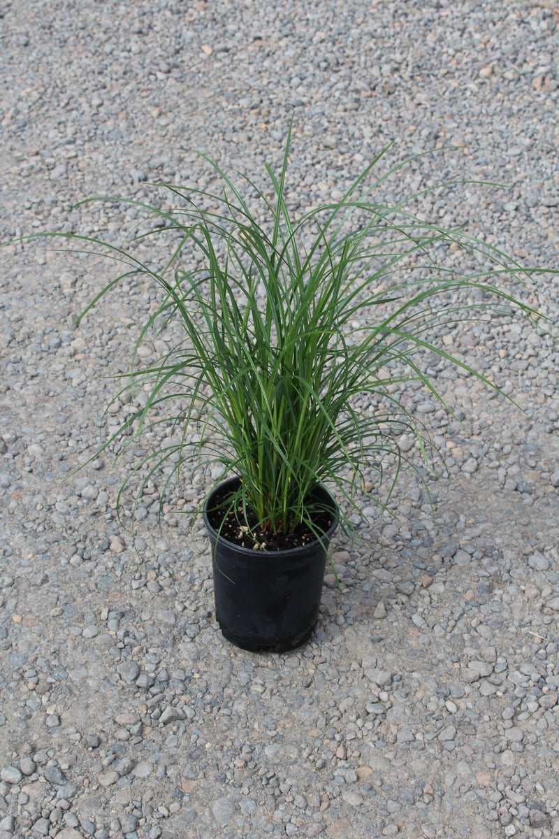 Grass, Carex obnupta