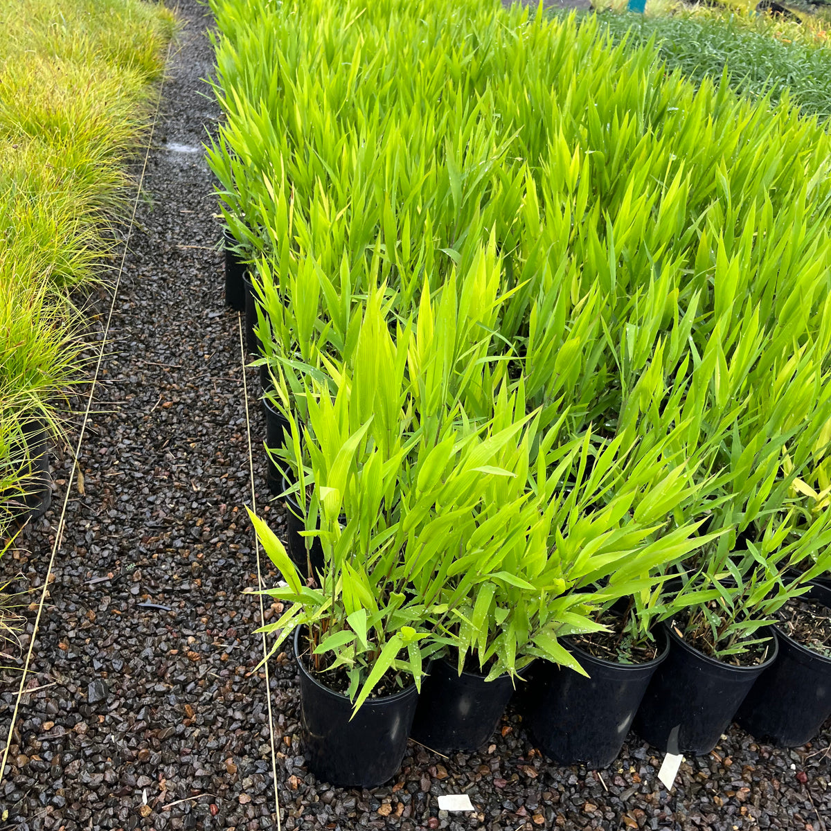 Grass, Chasmanthium latifolium