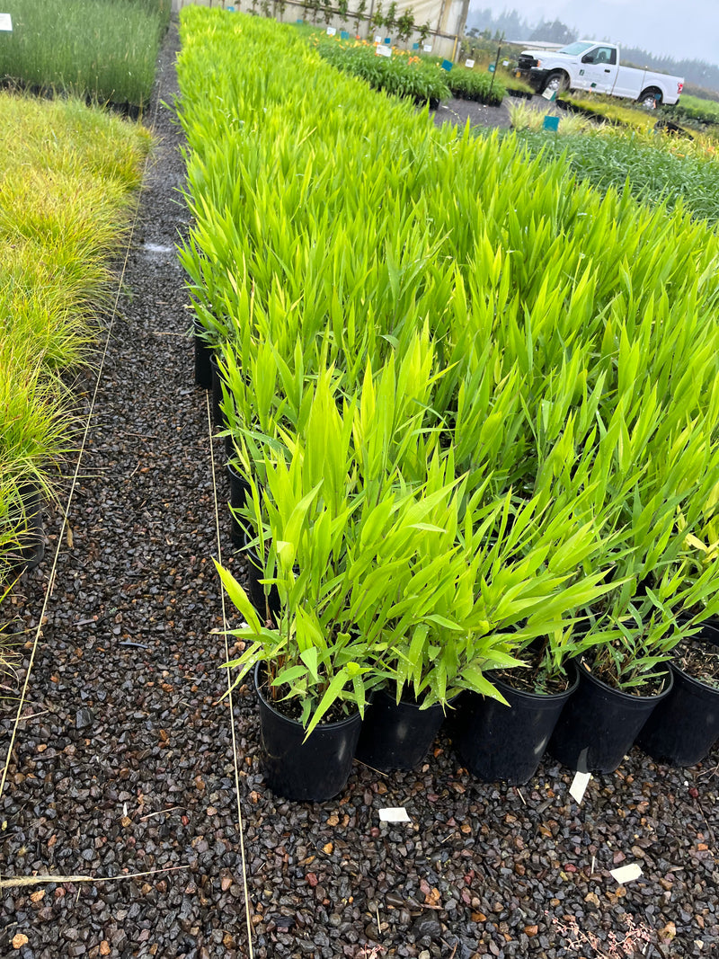 Grass, Chasmanthium latifolium