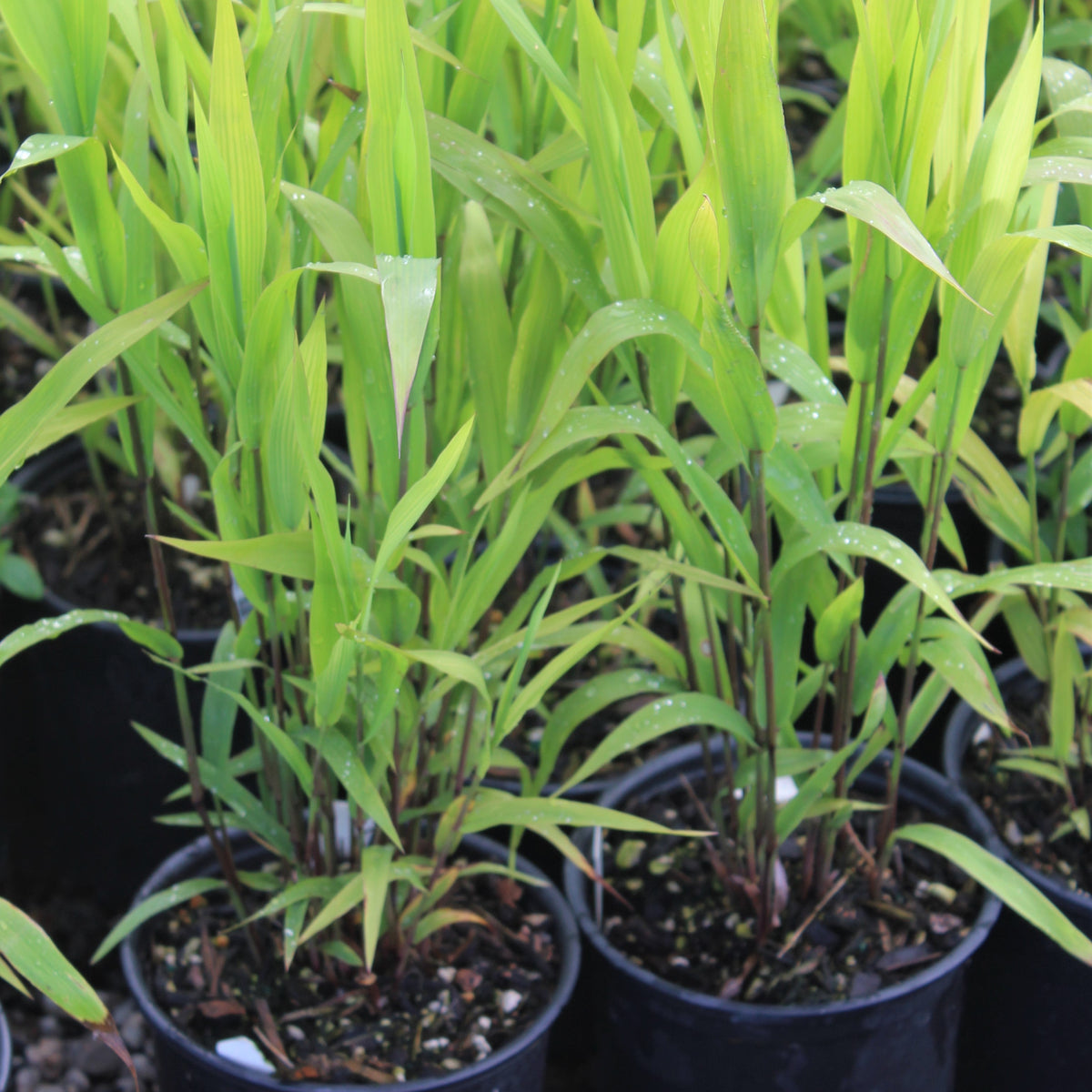 Grass, Chasmanthium latifolium