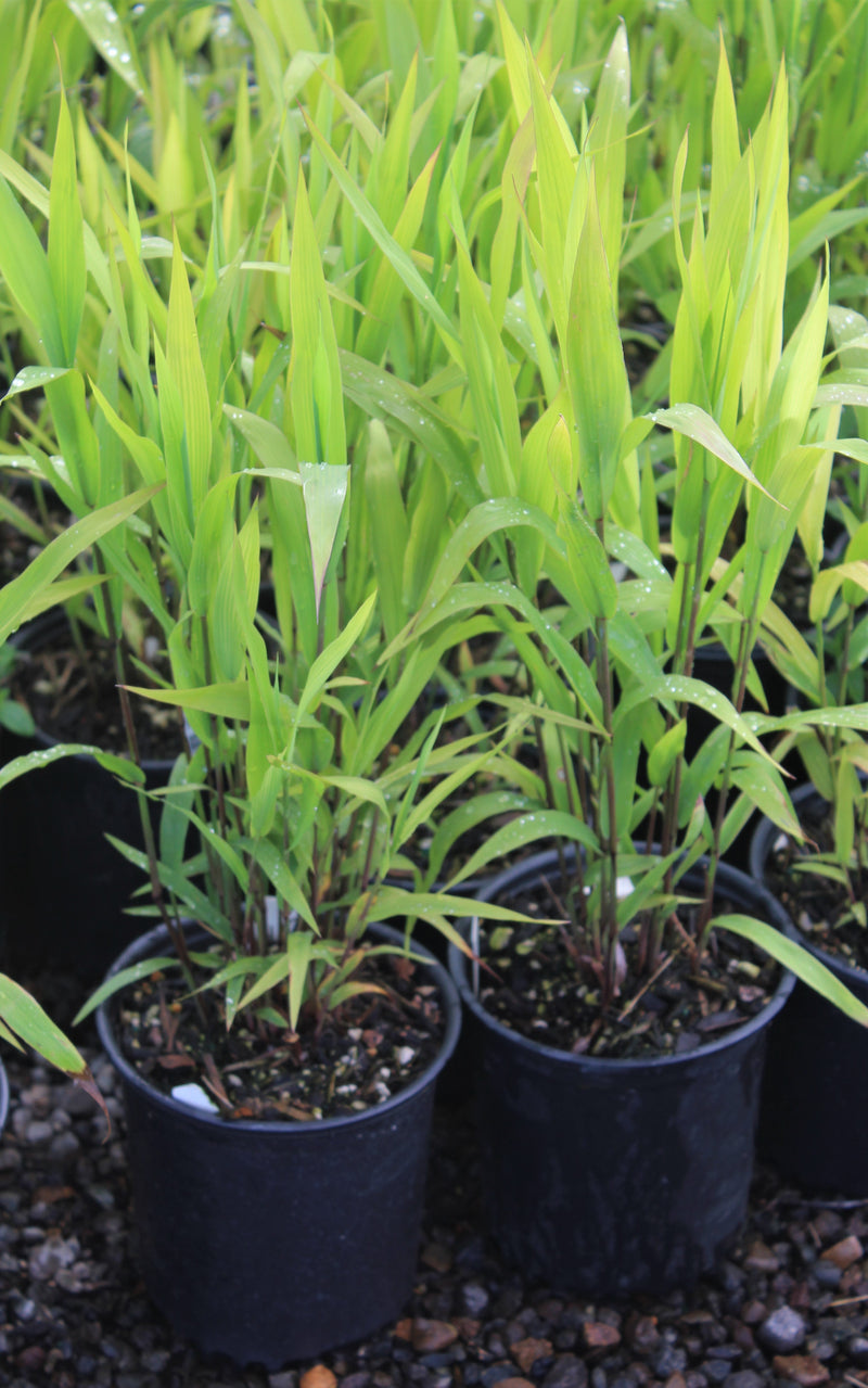 Grass, Chasmanthium latifolium