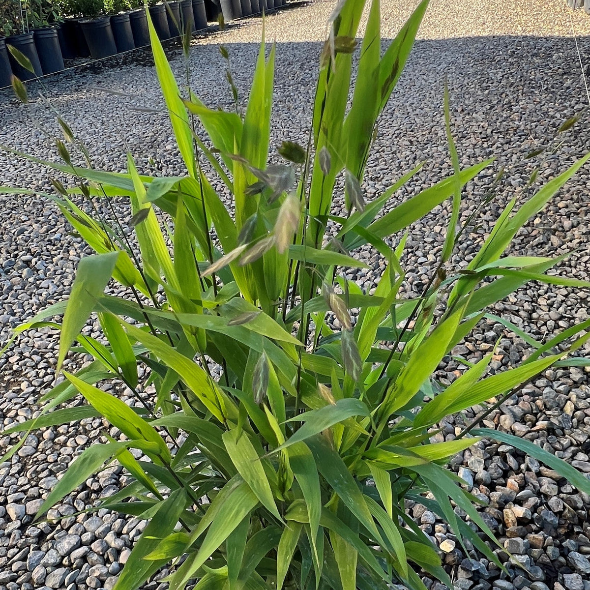 Grass, Chasmanthium latifolium