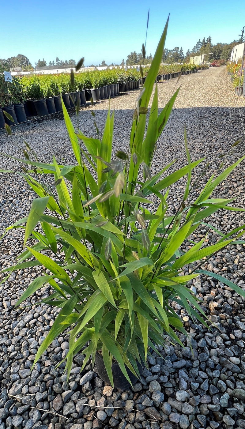 Grass, Chasmanthium latifolium