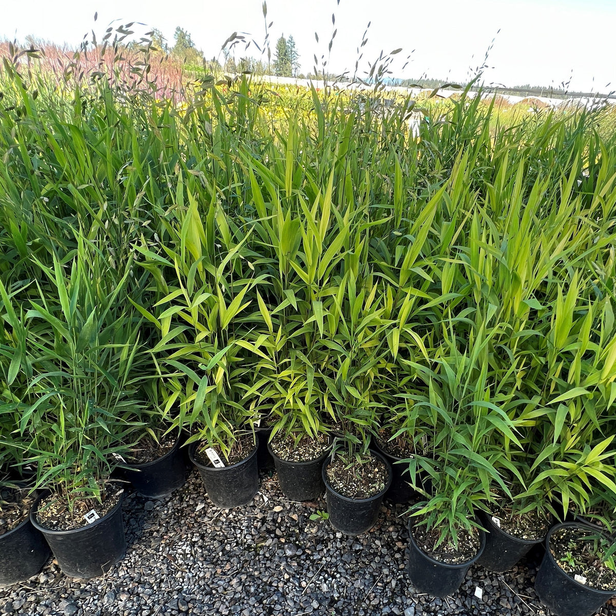 Grass, Chasmanthium latifolium