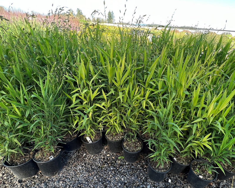 Grass, Chasmanthium latifolium