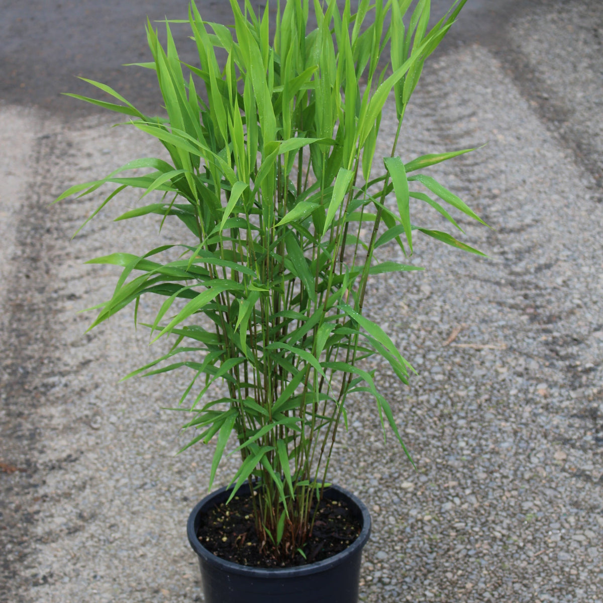 Grass, Chasmanthium latifolium