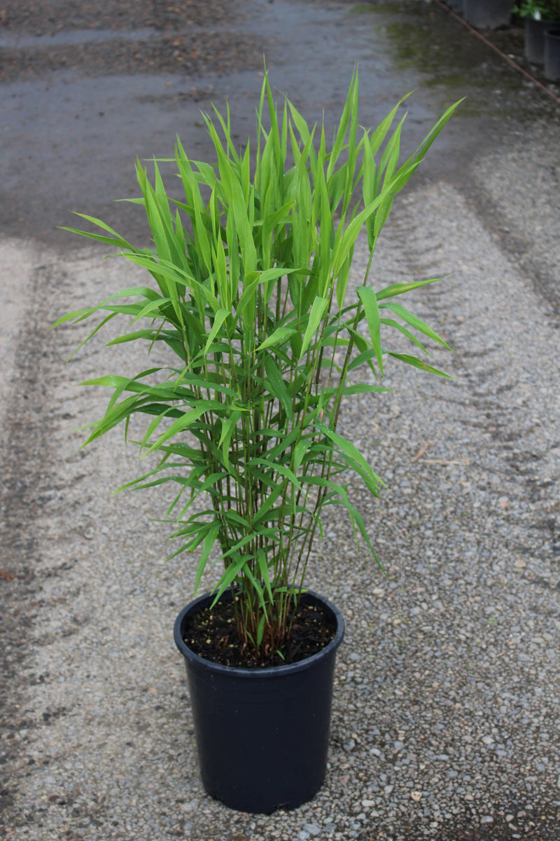 Grass, Chasmanthium latifolium