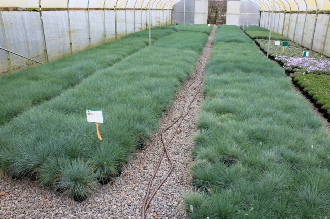 Grass, Festuca o. g. 'Elijah Blue'