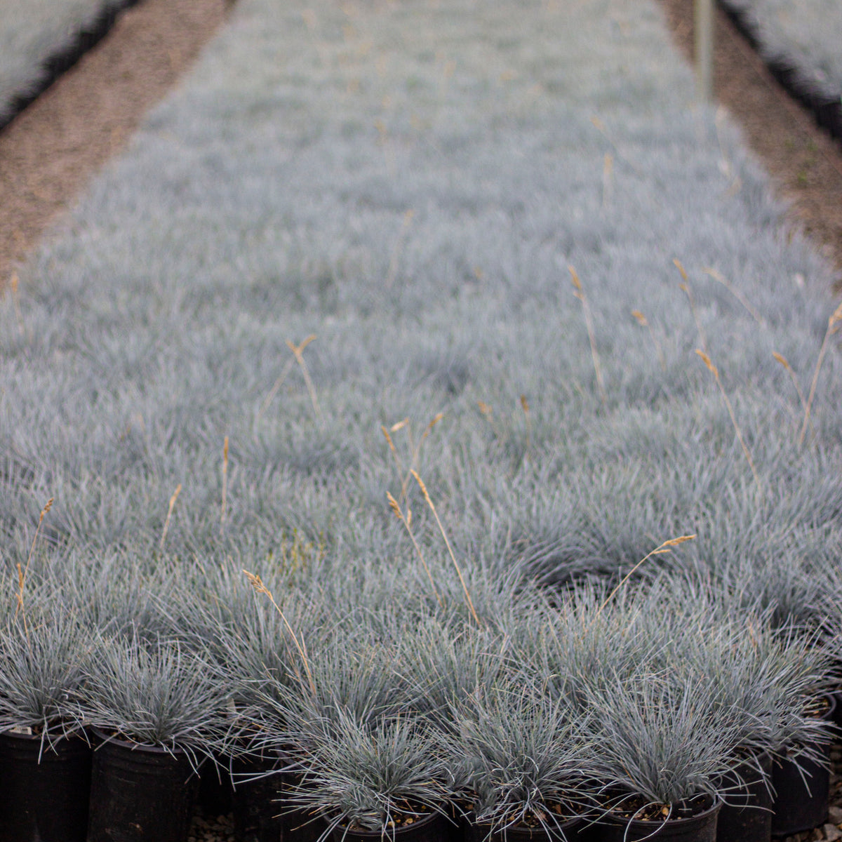 Grass, Festuca o. g. 'Elijah Blue'