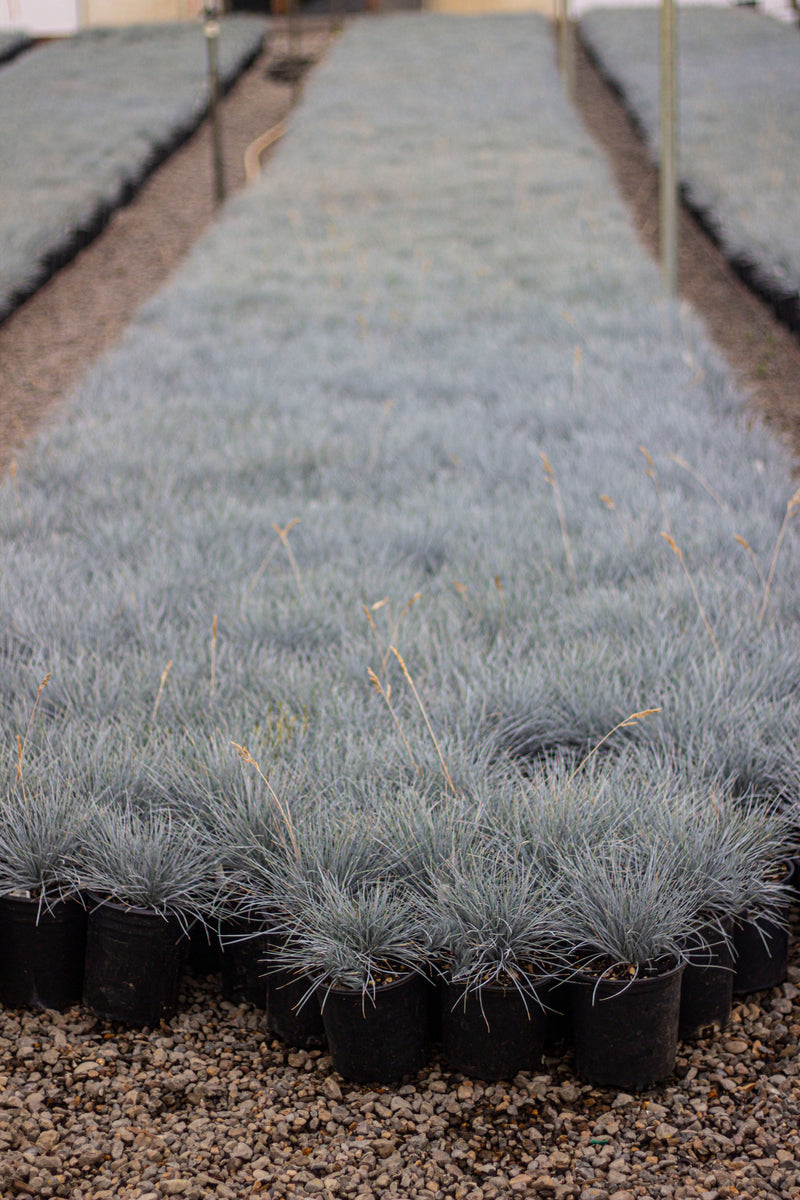 Grass, Festuca o. g. 'Elijah Blue'