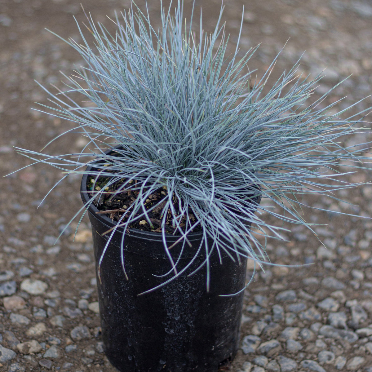 Grass, Festuca o. g. 'Elijah Blue'