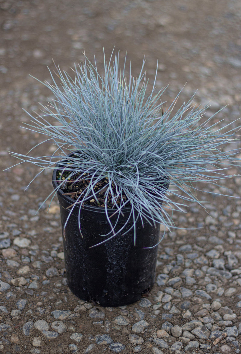 Grass, Festuca o. g. 'Elijah Blue'