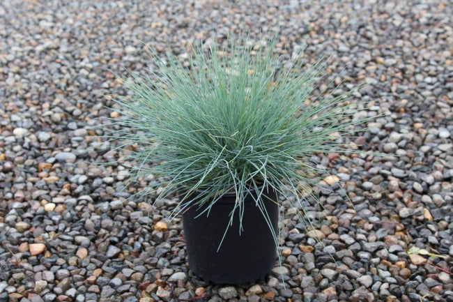 Grass, Festuca o. g. 'Elijah Blue'