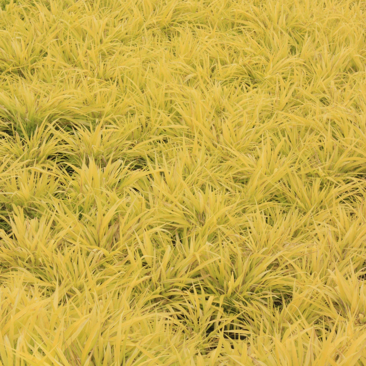 Grass, Hakonechloa m. 'All Gold'