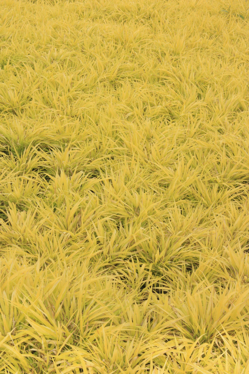 Grass, Hakonechloa m. 'All Gold'