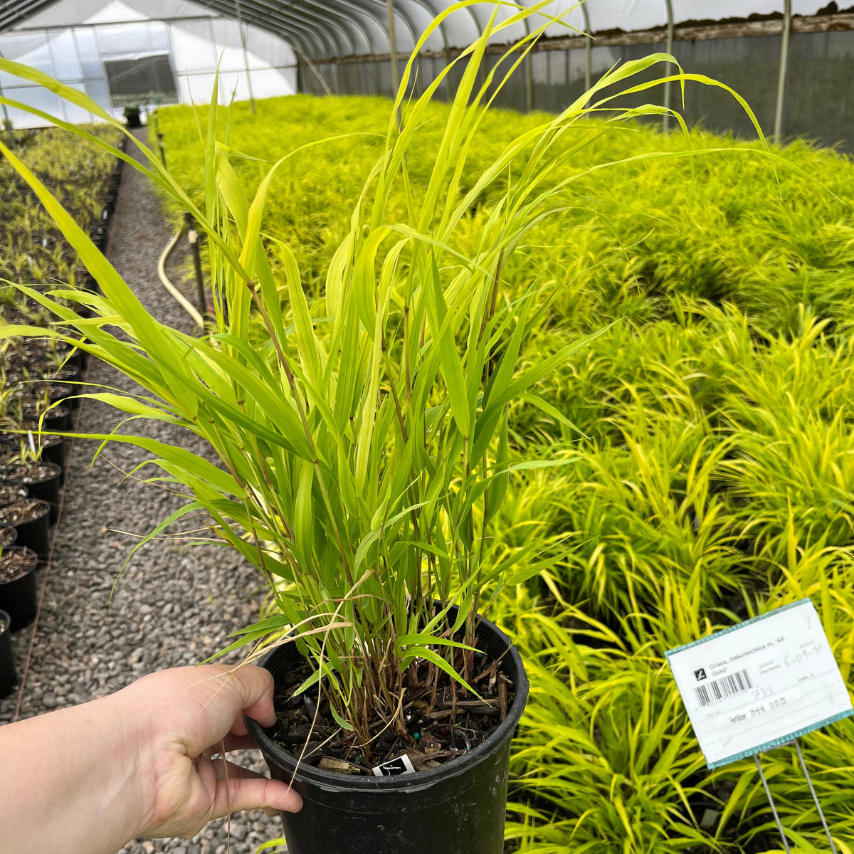 Grass, Hakonechloa m. 'All Gold'