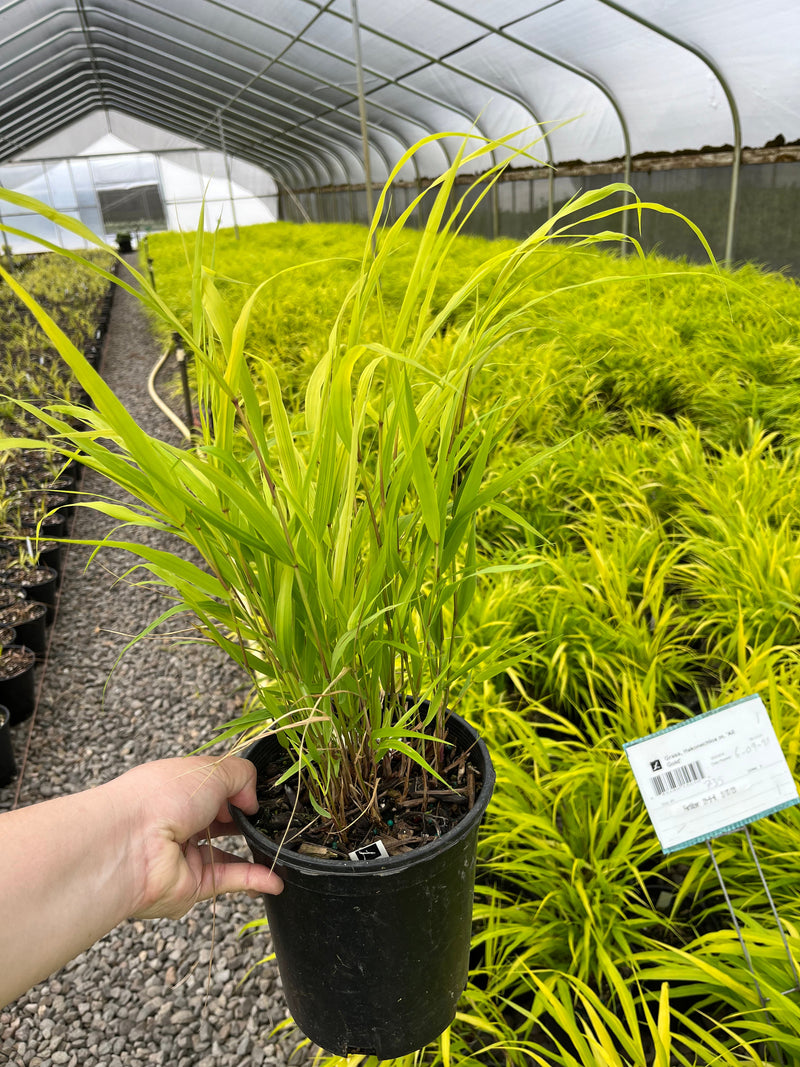 Grass, Hakonechloa m. 'All Gold'