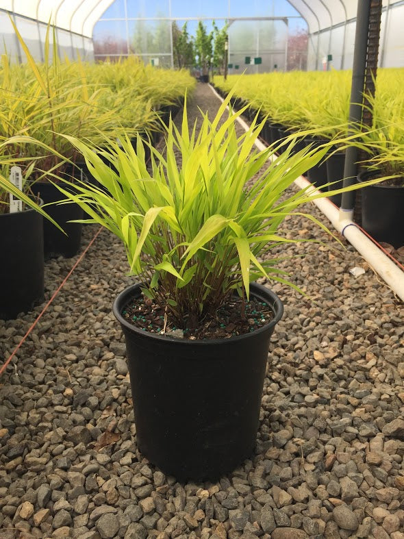 Grass, Hakonechloa m. 'All Gold'