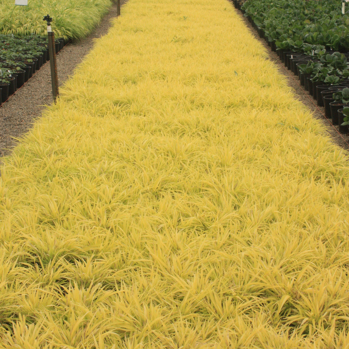 Grass, Hakonechloa m. 'All Gold'