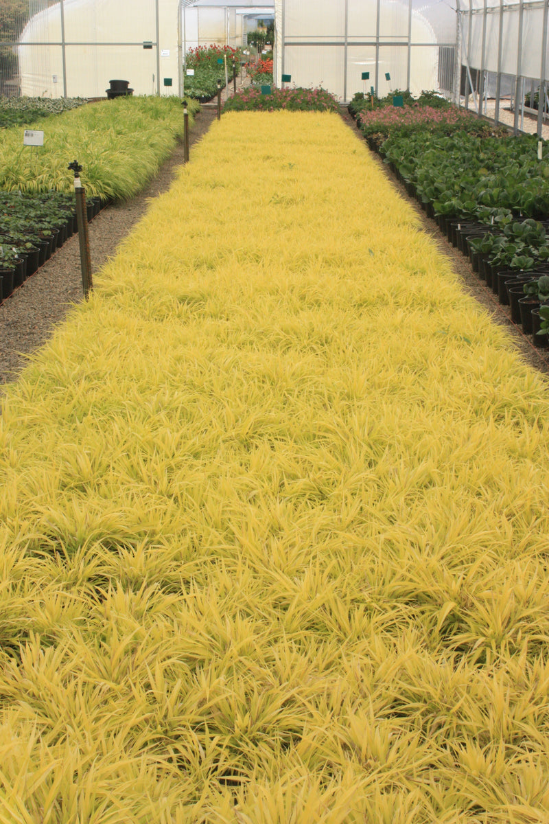 Grass, Hakonechloa m. 'All Gold'