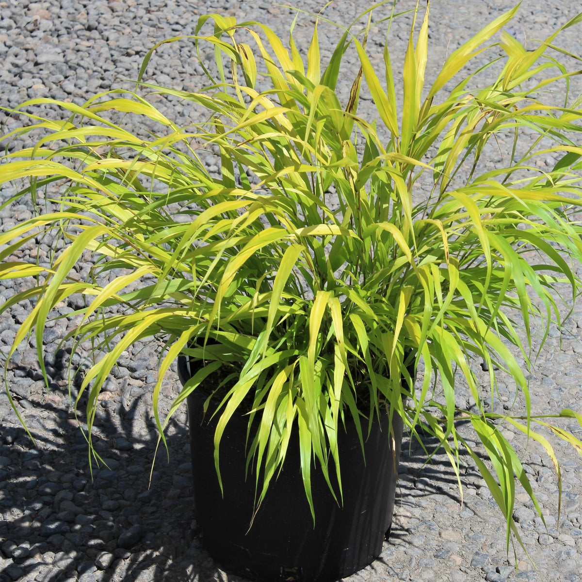 Grass, Hakonechloa m. 'All Gold'