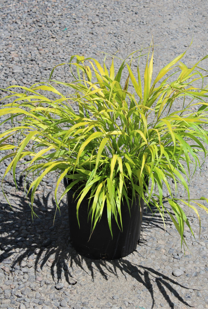 Grass, Hakonechloa m. 'All Gold'