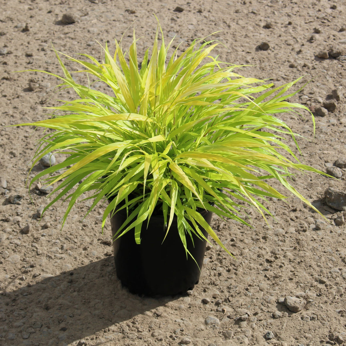 Grass, Hakonechloa m. 'All Gold'