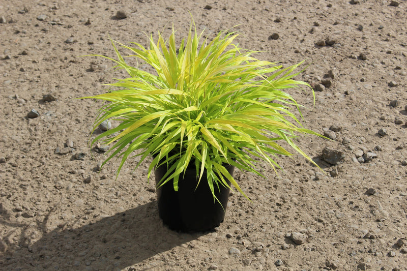Grass, Hakonechloa m. 'All Gold'