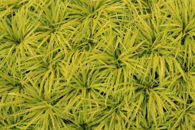 Grass, Hakonechloa m. 'All Gold'