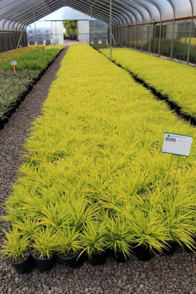 Grass, Hakonechloa m. 'All Gold'