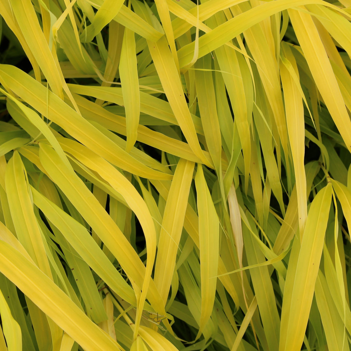 Grass, Hakonechloa m. 'All Gold'