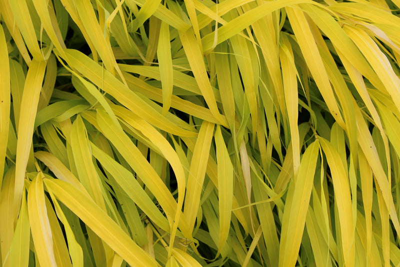 Grass, Hakonechloa m. 'All Gold'