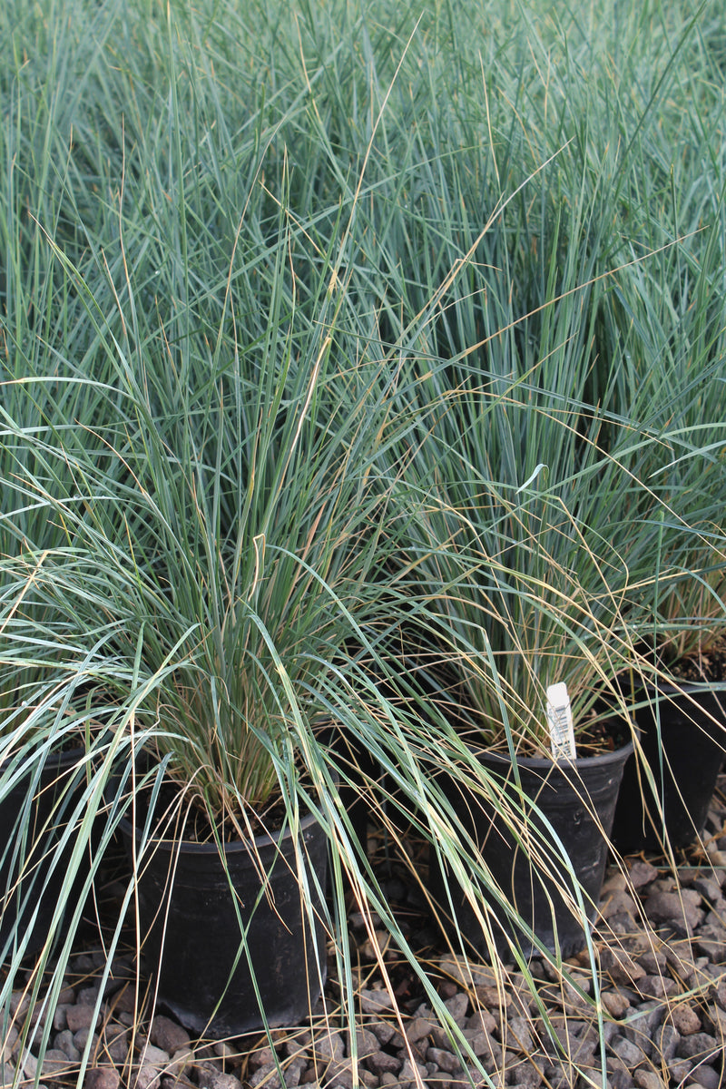 Grass, Helictotrichon sempervirens