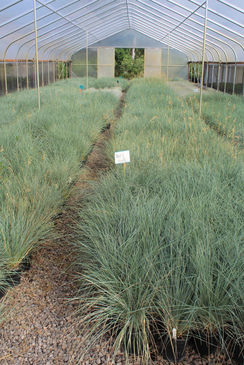 Grass, Helictotrichon sempervirens