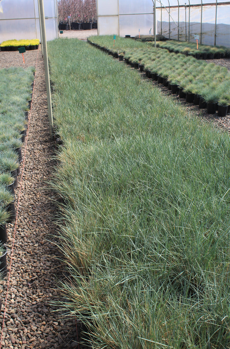 Grass, Helictotrichon sempervirens